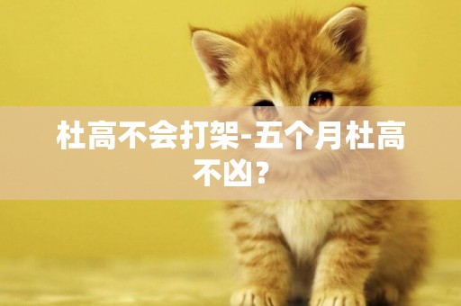 杜高不會打架-五個月杜高不兇？