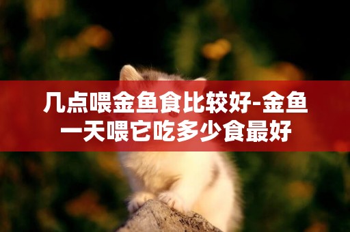 幾點喂金魚食比較好-金魚一天喂它吃多少食最好