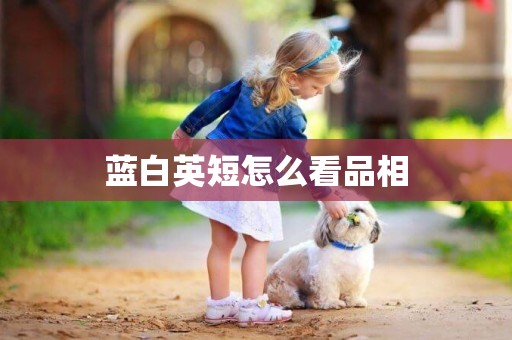 藍白英短怎么看品相