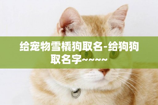 給寵物雪橇狗取名-給狗狗取名字~~~~