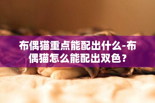 布偶貓重點能配出什么-布偶貓怎么能配出雙色？