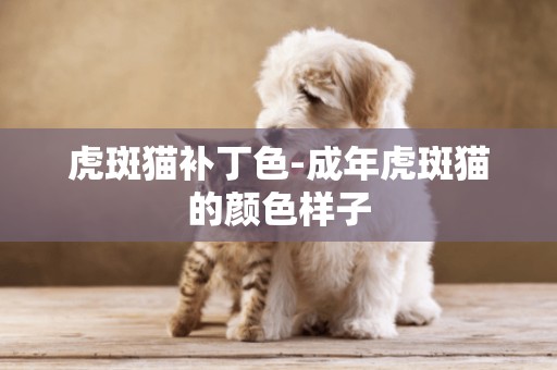 虎斑貓補丁色-成年虎斑貓的顏色樣子
