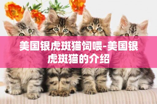 美國銀虎斑貓飼喂-美國銀虎斑貓的介紹