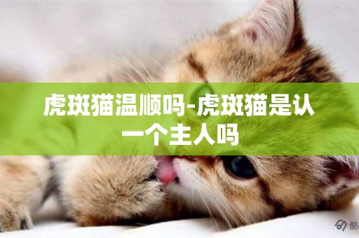 虎斑貓溫順嗎-虎斑貓是認一個主人嗎
