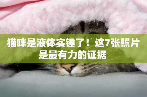貓咪是液體實錘了！這7張照片是最有力的證據 