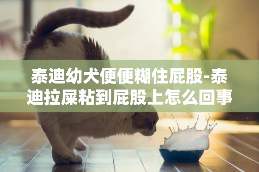 泰迪幼犬便便糊住屁股-泰迪拉屎粘到屁股上怎么回事?