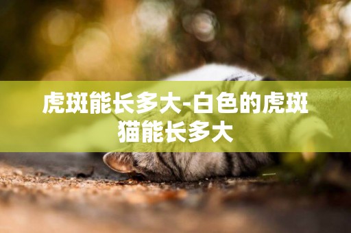 虎斑能長多大-白色的虎斑貓能長多大
