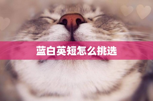 藍白英短怎么挑選