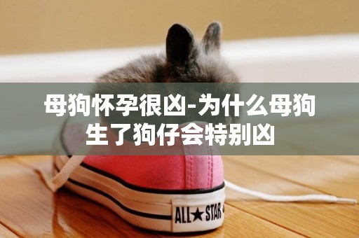 母狗懷孕很兇-為什么母狗生了狗仔會特別兇