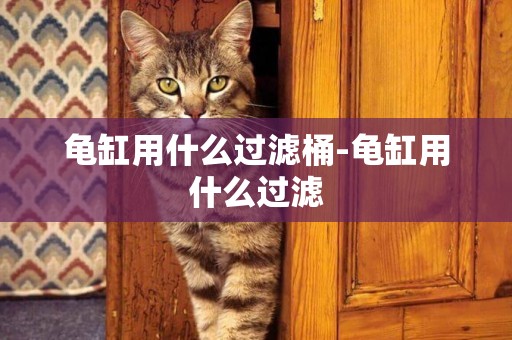 龜缸用什么過濾桶-龜缸用什么過濾