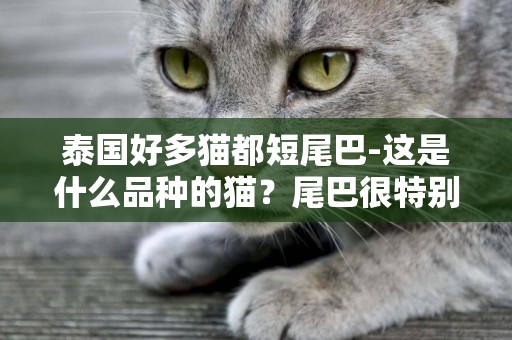 泰國好多貓都短尾巴-這是什么品種的貓？尾巴很特別