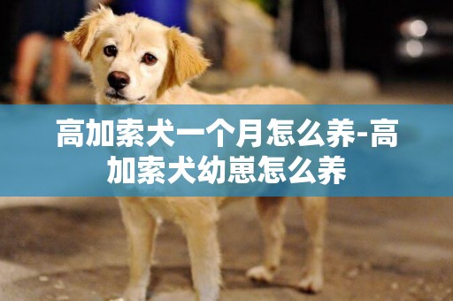 高加索犬一個月怎么養-高加索犬幼崽怎么養