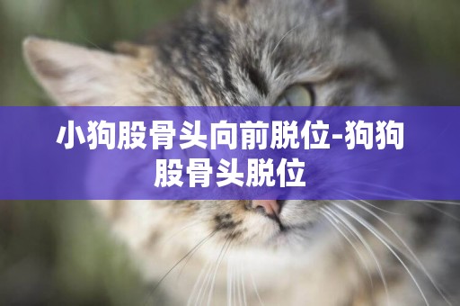 小狗股骨頭向前脫位-狗狗股骨頭脫位