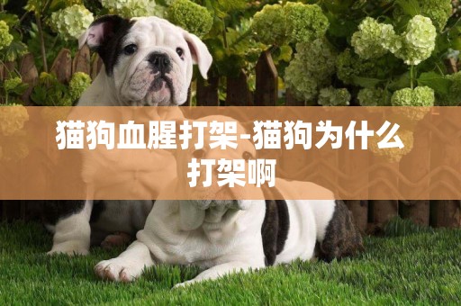 貓狗血腥打架-貓狗為什么打架啊