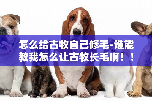 怎么給古牧自己修毛-誰能教我怎么讓古牧長毛啊！！！！