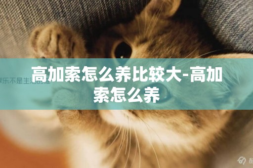 高加索怎么養比較大-高加索怎么養