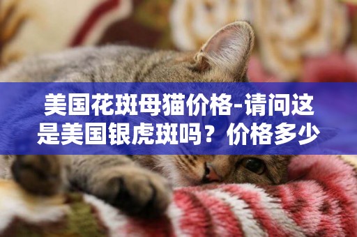 美國花斑母貓價格-請問這是美國銀虎斑嗎？價格多少呢？謝謝了！