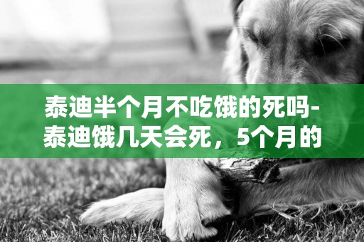 泰迪半個月不吃餓的死嗎-泰迪餓幾天會死，5個月的