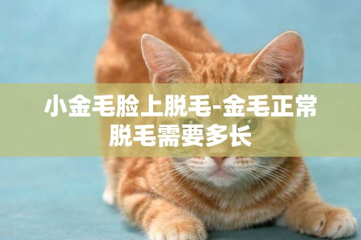 小金毛臉上脫毛-金毛正常脫毛需要多長