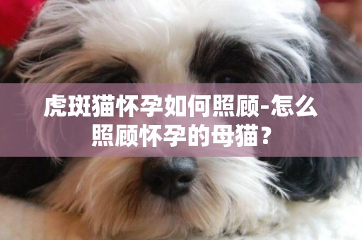 虎斑貓懷孕如何照顧-怎么照顧懷孕的母貓？