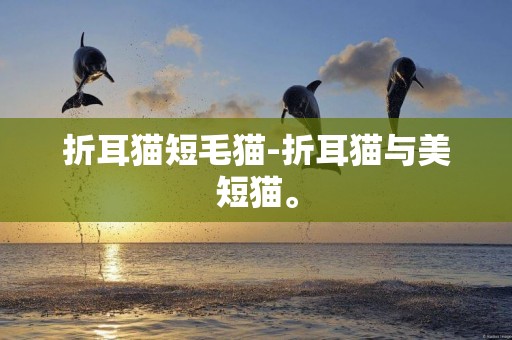 折耳貓短毛貓-折耳貓與美短貓。