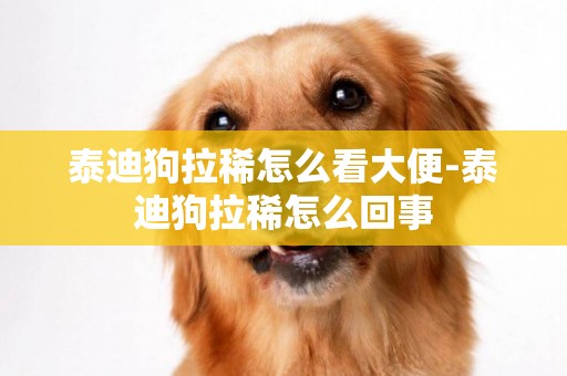 泰迪狗拉稀怎么看大便-泰迪狗拉稀怎么回事