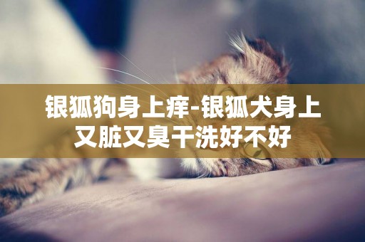 銀狐狗身上癢-銀狐犬身上又臟又臭干洗好不好