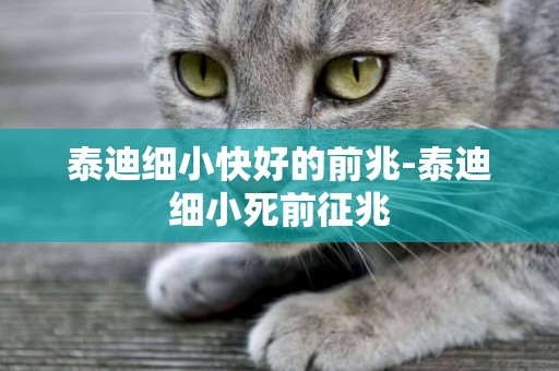 泰迪細小快好的前兆-泰迪細小死前征兆