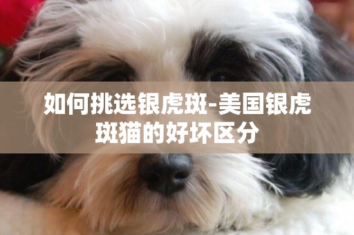如何挑選銀虎斑-美國銀虎斑貓的好壞區分