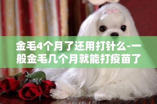 金毛4個月了還用打針么-一般金毛幾個月就能打疫苗了