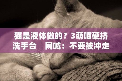 貓是液體做的？3萌喵硬擠洗手臺　網喊：不要被沖走啊 