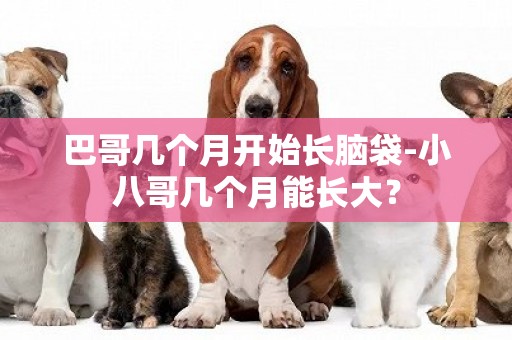 巴哥幾個月開始長腦袋-小八哥幾個月能長大？