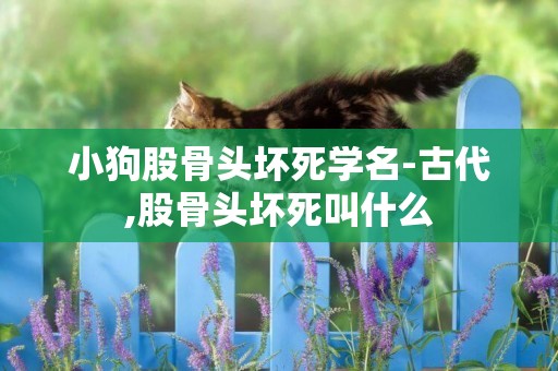 小狗股骨頭壞死學名-古代,股骨頭壞死叫什么