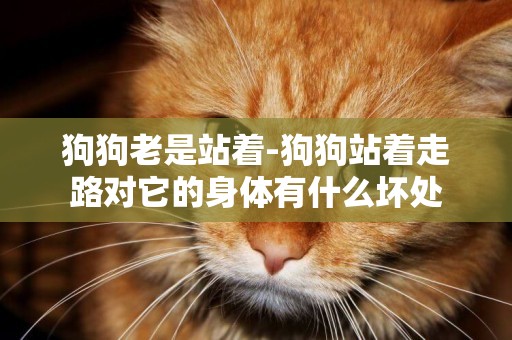 狗狗老是站著-狗狗站著走路對它的身體有什么壞處