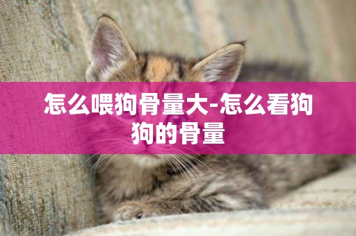 怎么喂狗骨量大-怎么看狗狗的骨量