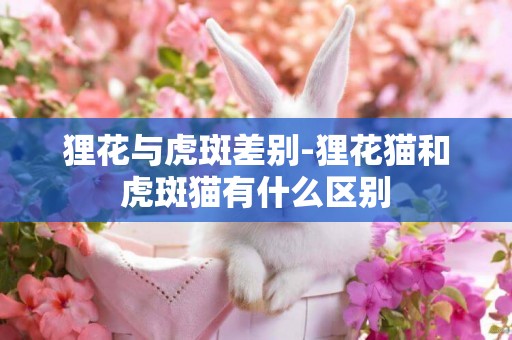 貍花與虎斑差別-貍花貓和虎斑貓有什么區別