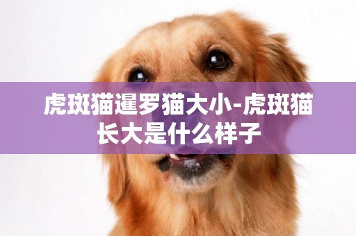 虎斑貓暹羅貓大小-虎斑貓長大是什么樣子
