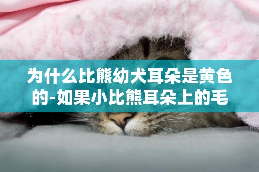 為什么比熊幼犬耳朵是黃色的-如果小比熊耳朵上的毛泛黃。是怎么回事啊？
