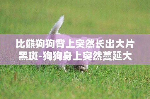 比熊狗狗背上突然長出大片黑斑-狗狗身上突然蔓延大塊黑斑