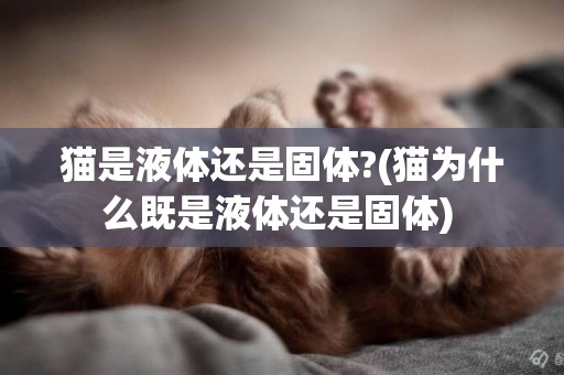 貓是液體還是固體?(貓為什么既是液體還是固體) 