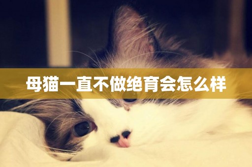 母貓一直不做絕育會怎么樣