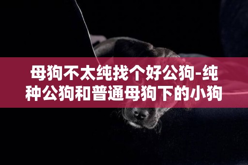 母狗不太純找個好公狗-純種公狗和普通母狗下的小狗純么