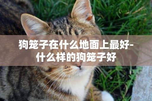 狗籠子在什么地面上最好-什么樣的狗籠子好