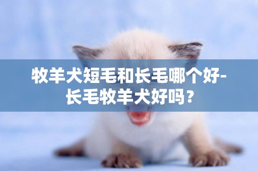 牧羊犬短毛和長毛哪個好-長毛牧羊犬好嗎？