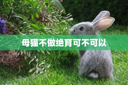母貓不做絕育可不可以