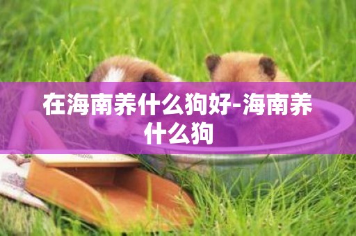 在海南養什么狗好-海南養什么狗