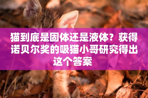貓到底是固體還是液體？獲得諾貝爾獎的吸貓小哥研究得出這個答案 