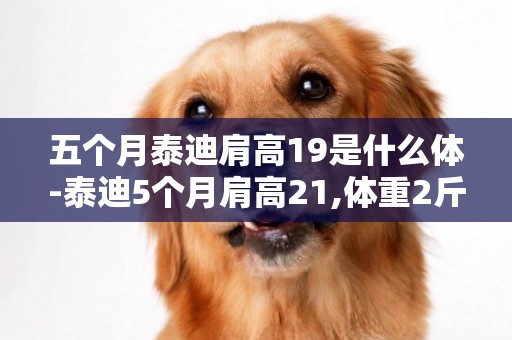 五個月泰迪肩高19是什么體-泰迪5個月肩高21,體重2斤6兩，是什么型號！