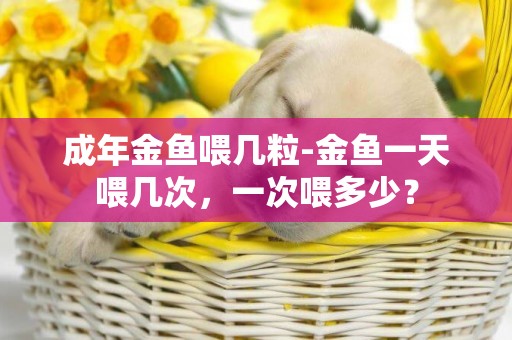 成年金魚喂幾粒-金魚一天喂幾次，一次喂多少？
