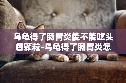 烏龜得了腸胃炎能不能吃頭包顆粒-烏龜得了腸胃炎怎么辦?
